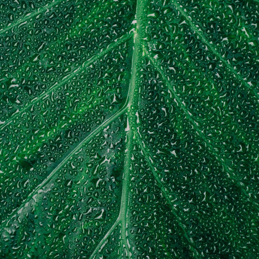 extreme close-up of green leaf