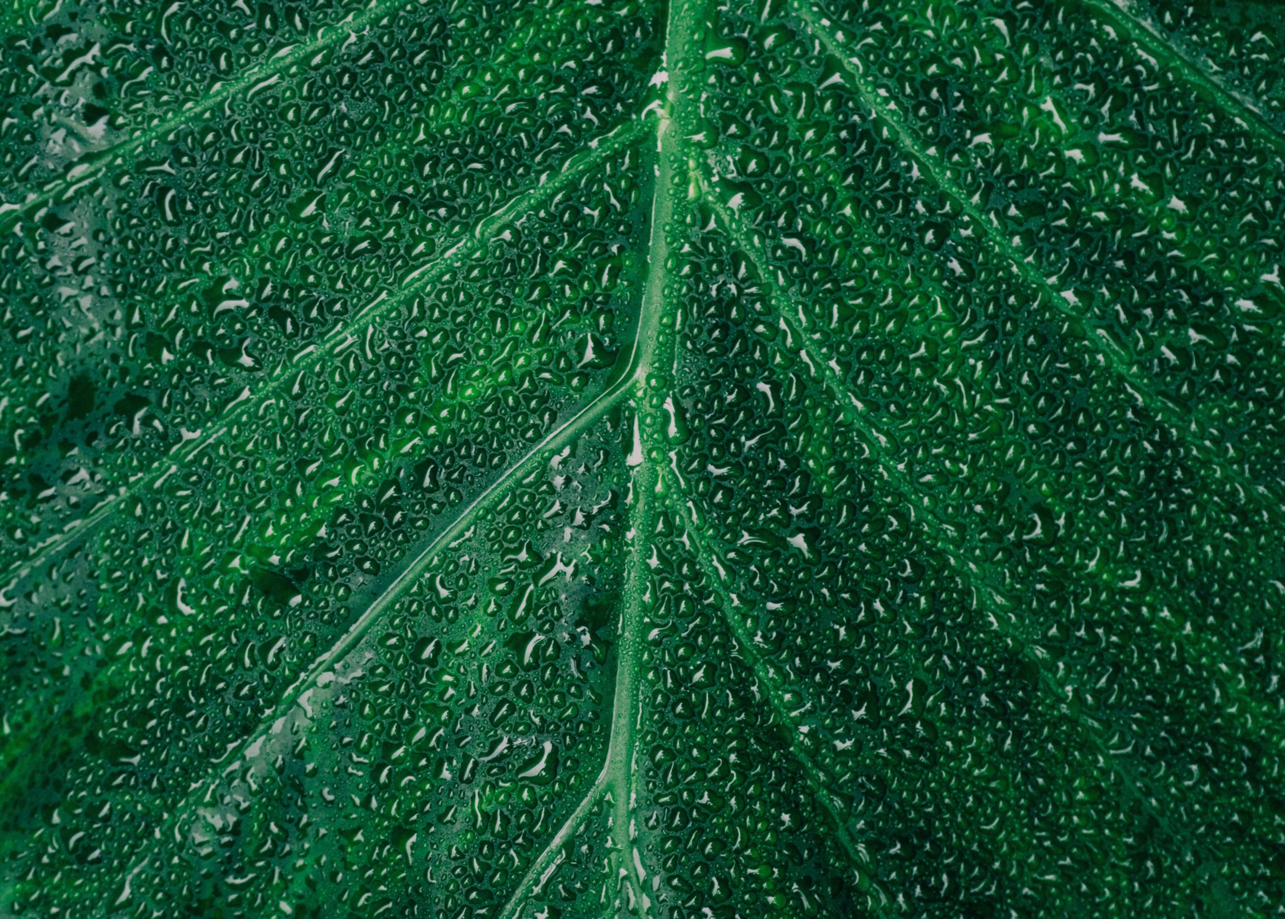 extreme close-up of green leaf